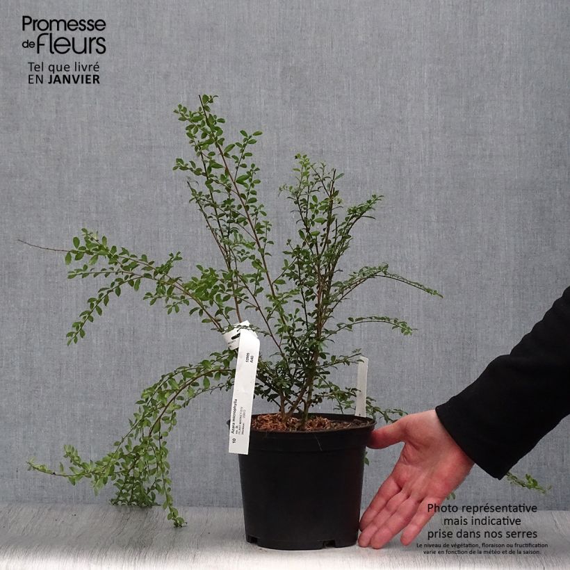 Azara microphylla Vaso da 2L/3L esemplare consegnato in inverno