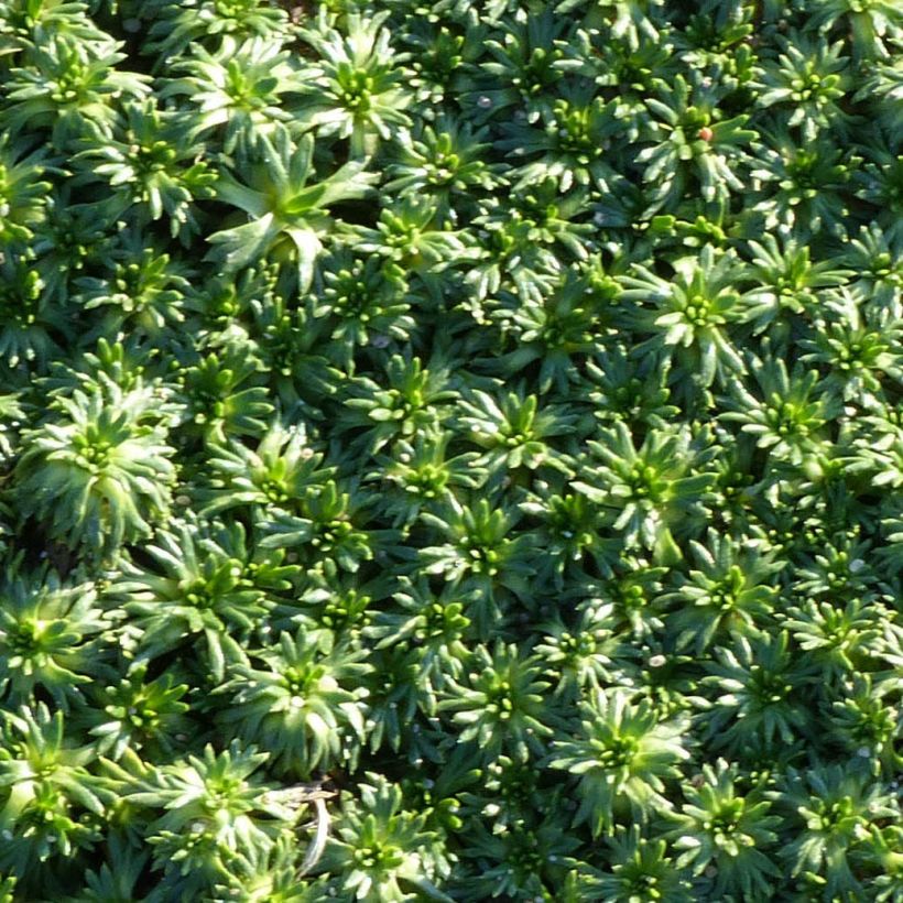 Azorella trifurcata Nana (Fogliame)