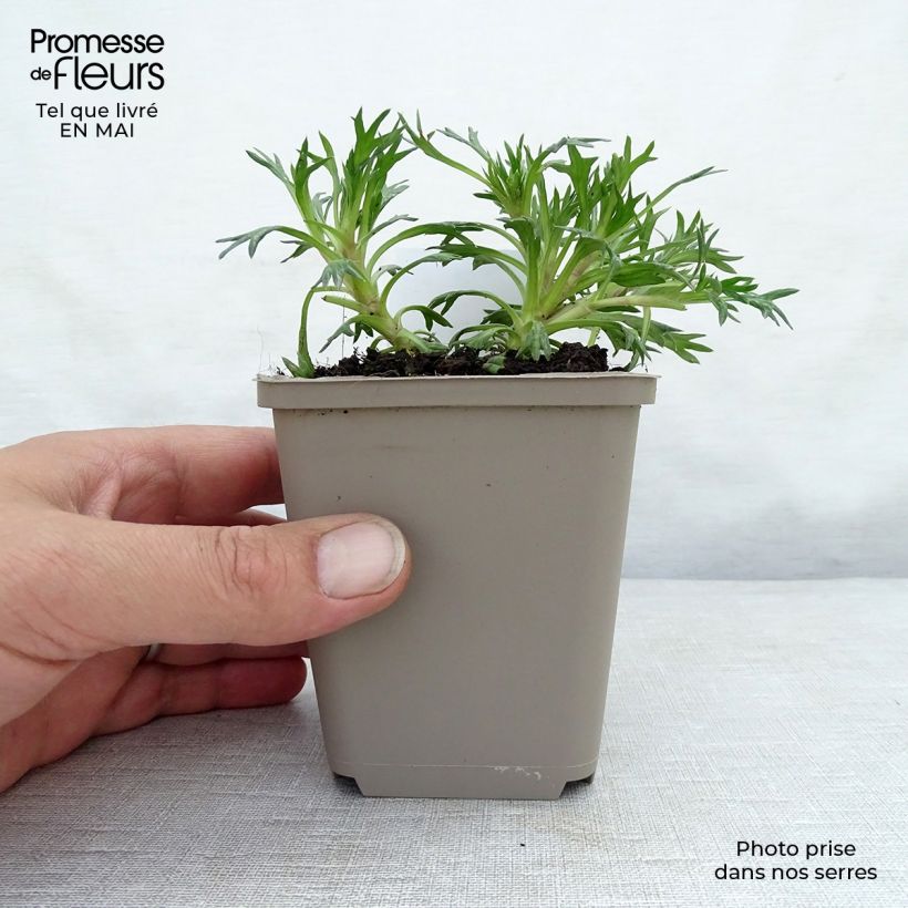 Azorella trifurcata Nana Vasetto da 8/9 cm esemplare consegnato in primavera