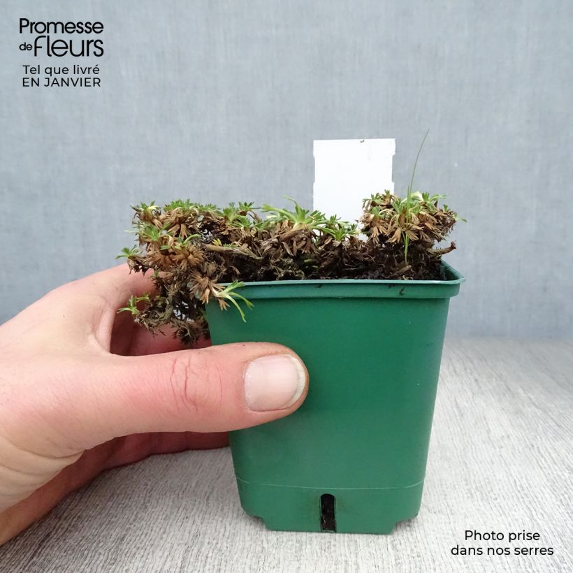 Azorella trifurcata Nana Vasetto da 8/9 cm esemplare consegnato in inverno