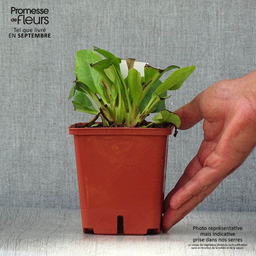 Esemplare di Bergenia Bressingham White Vaso da 1,5L/2L come consegnato in autunno