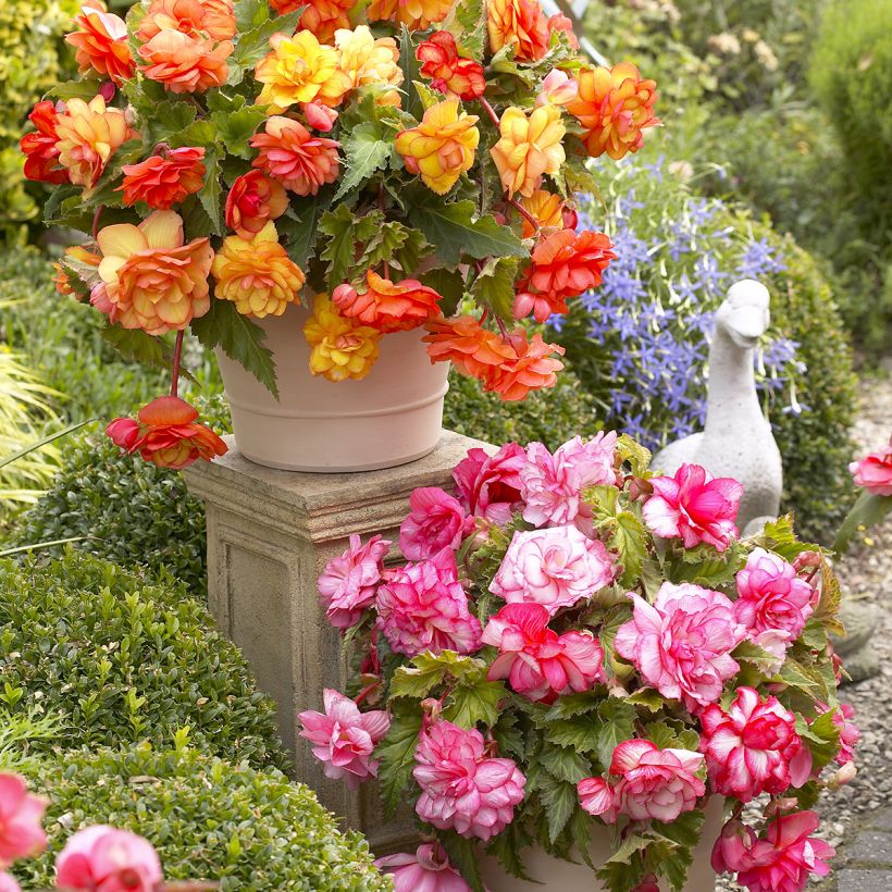 Begonia pendula Balcony mix due colori (Porto)