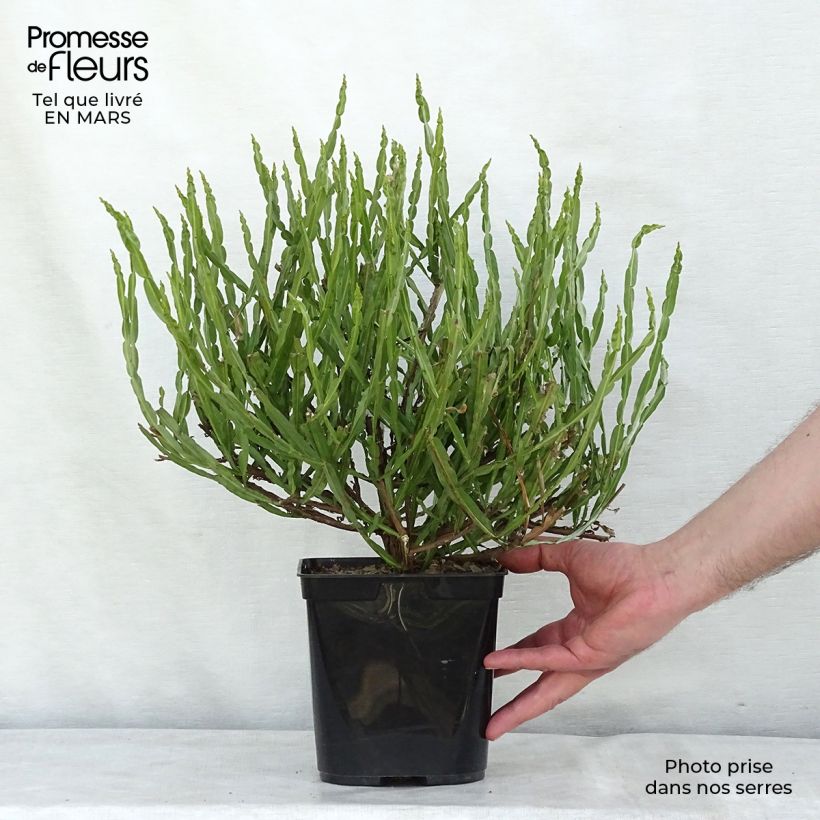 Baccharis genistelloides Vaso da 3L/4L esemplare consegnato in primavera