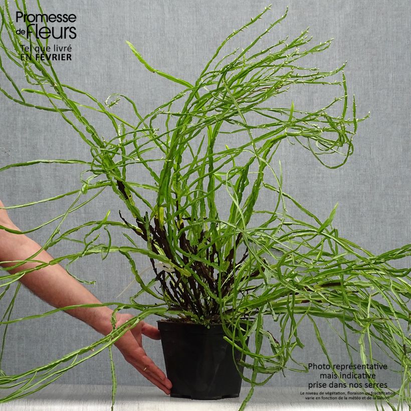 Esemplare di Baccharis genistelloides Vaso da 3L/4L come consegnato in autunno