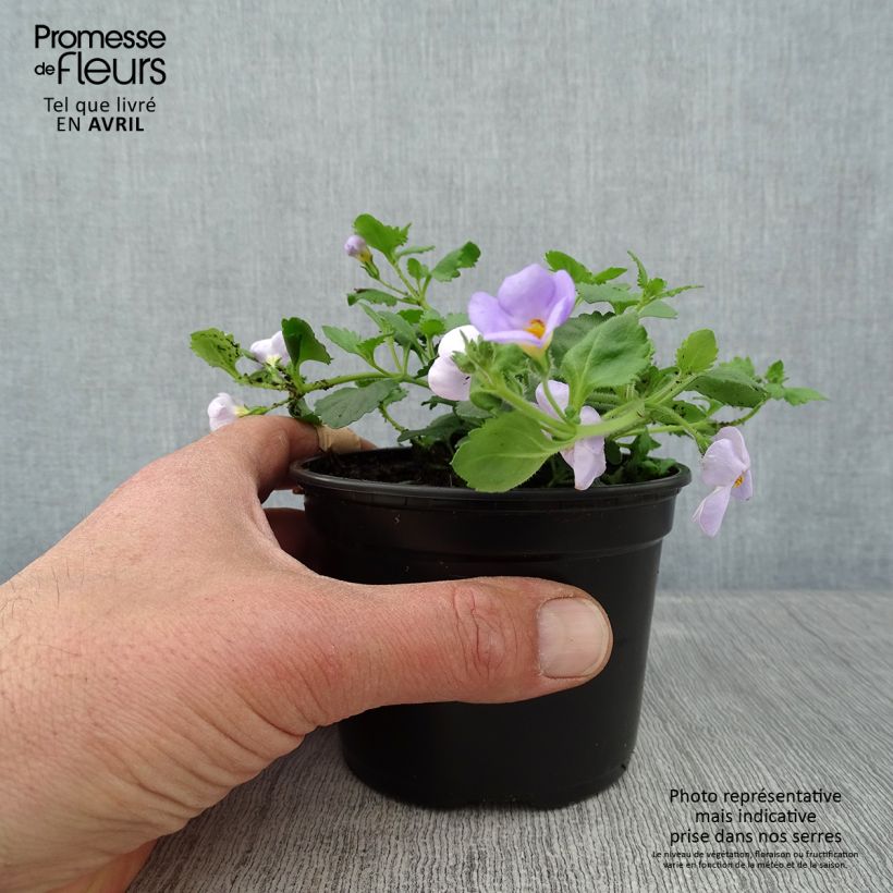Bacopa Scopia Gulliver Blue Sensation Vasetto da 8/9 cm esemplare consegnato in primavera