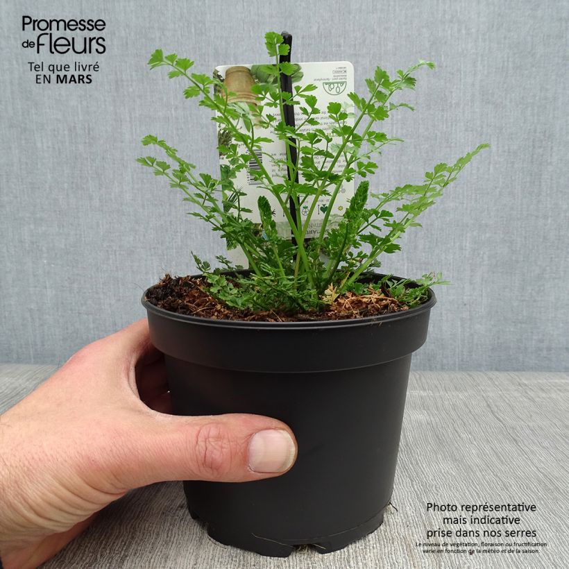 Baldellia ranunculoides - Mestolaccia ranuncoloide Vasetto da 8/9 cm esemplare consegnato in primavera