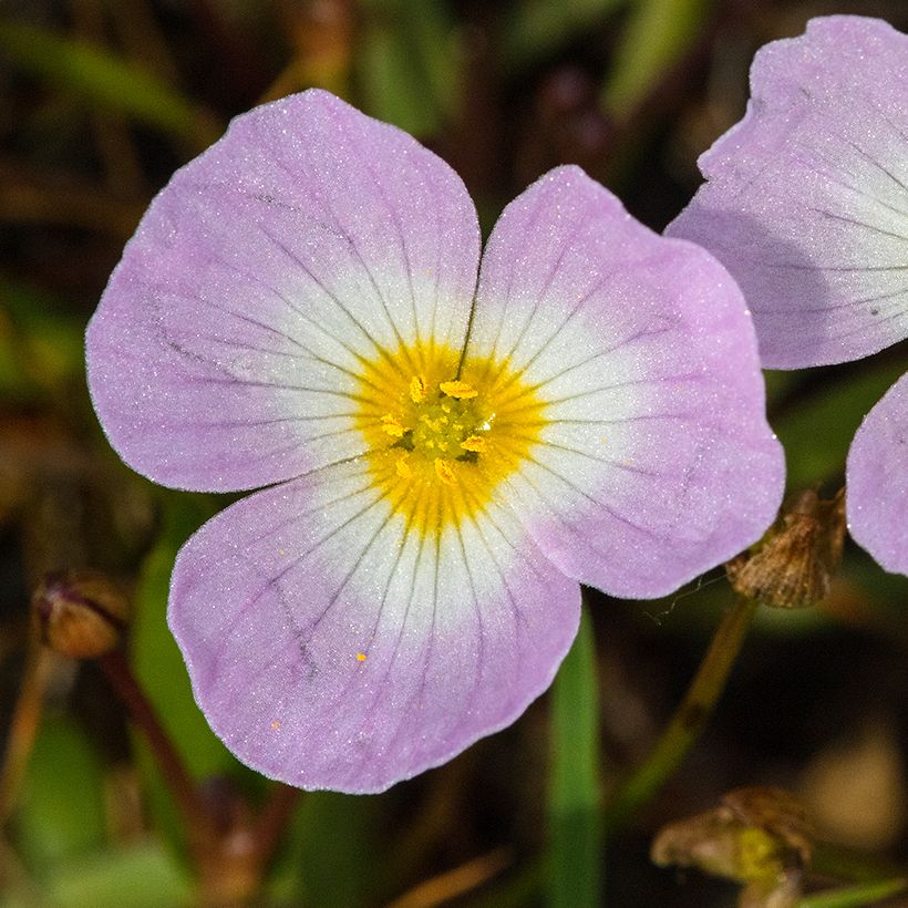 Baldellia ranunculoides - Mestolaccia ranuncoloide (Fioritura)