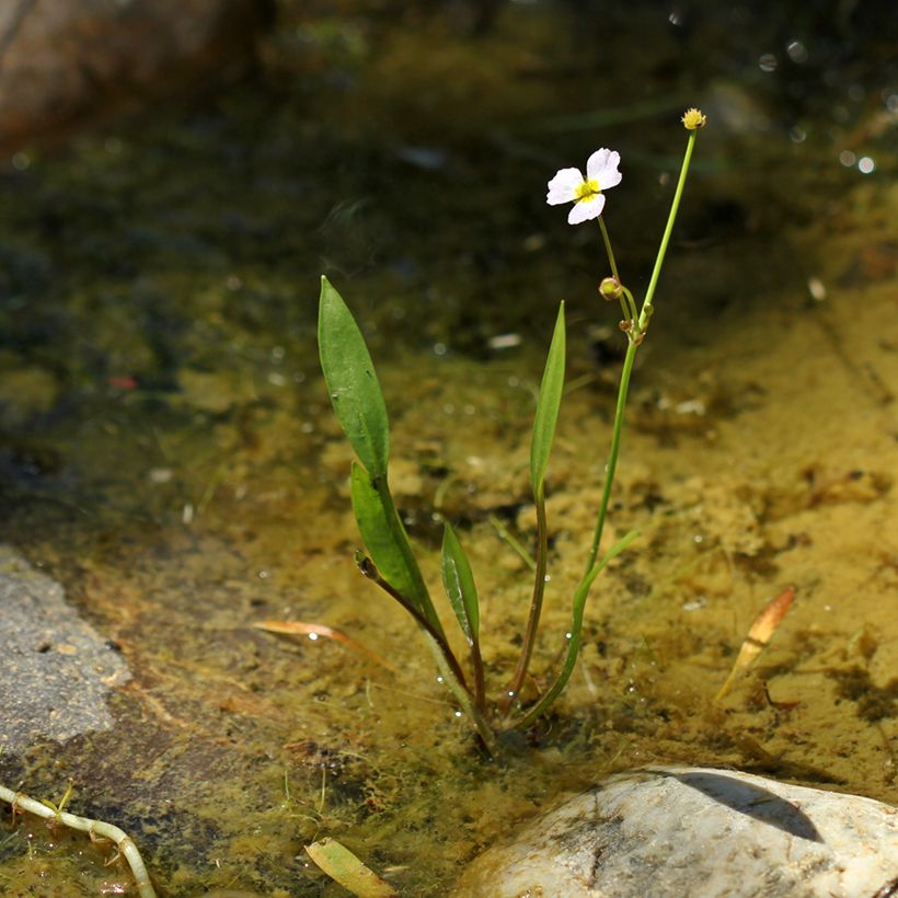 Baldellia ranunculoides - Mestolaccia ranuncoloide (Porto)