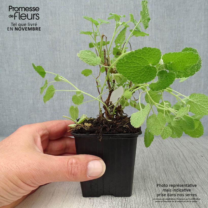 Esemplare di Ballota pseudodictamnus - Cimiciotta greca Vasetto da 8/9 cm come consegnato in autunno