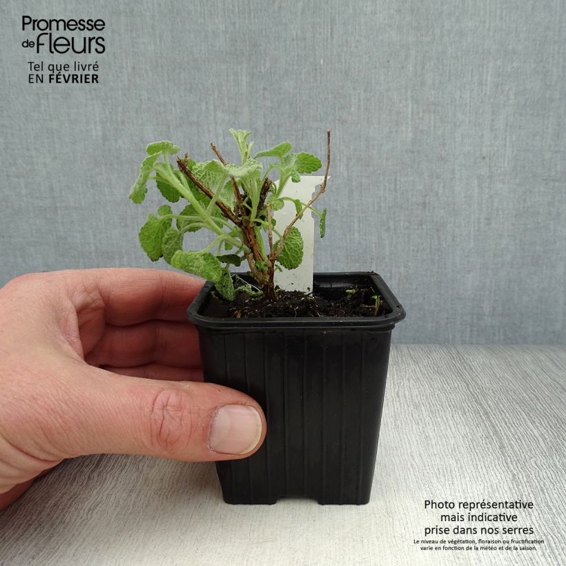 Ballota pseudodictamnus - Cimiciotta greca Vasetto da 8/9 cm esemplare consegnato in inverno