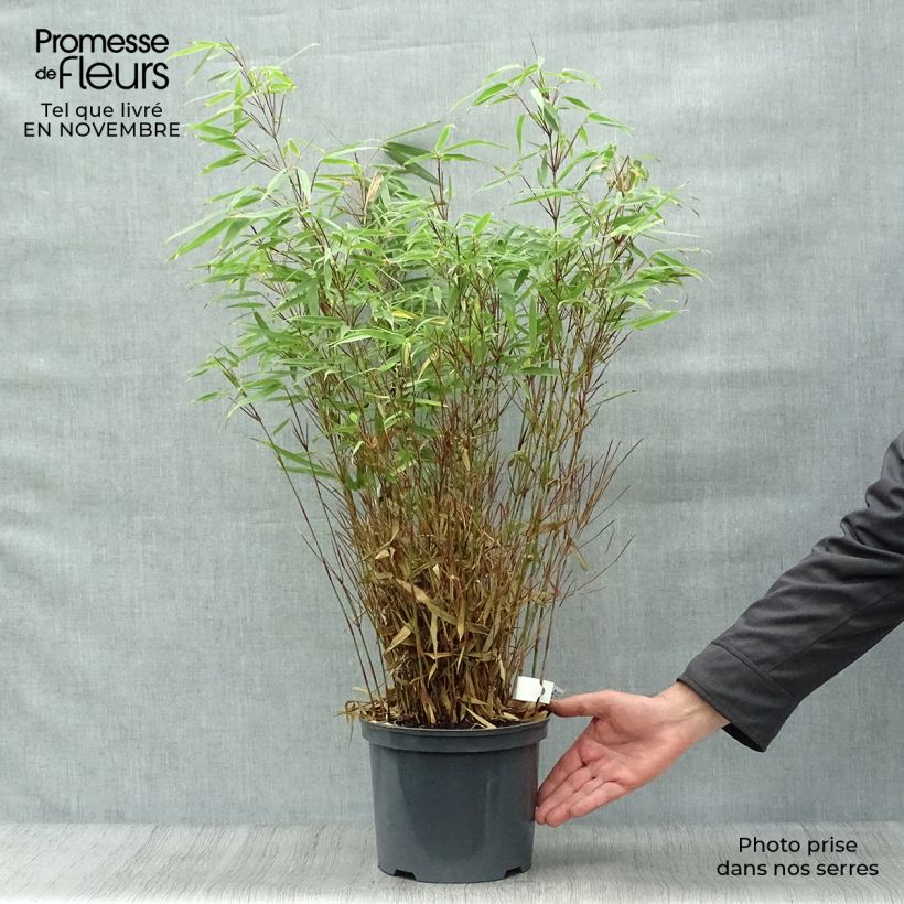Esemplare di Fargesia rufa Vaso da 4L/5L come consegnato in autunno