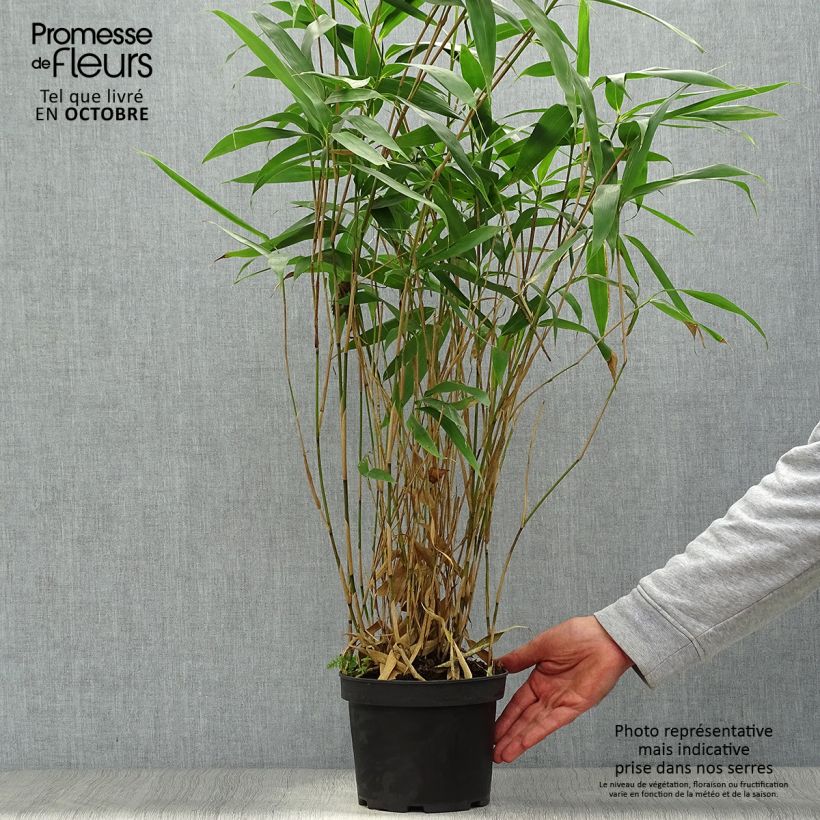 Esemplare di Pseudosasa japonica - Bambusa Metake Vaso da 2L/3L come consegnato in autunno