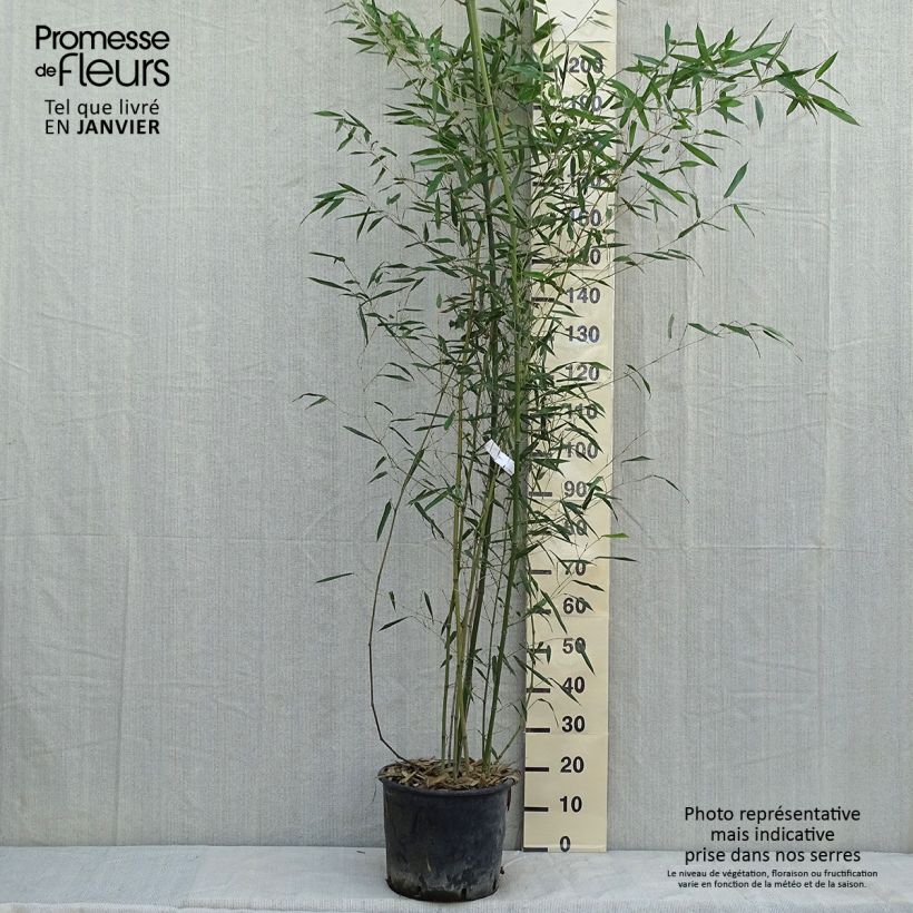 Phyllostachys bissetii - Bambù Vaso da 12L/15L esemplare consegnato in inverno