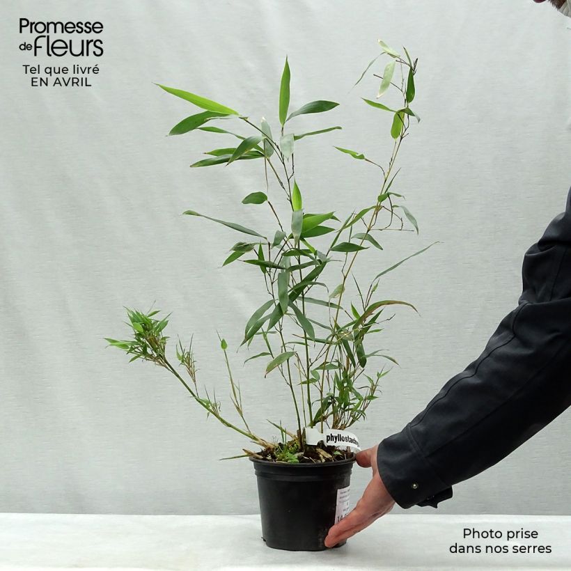 Phyllostachys bissetii - Bambù Vaso da 2L/3L esemplare consegnato in primavera