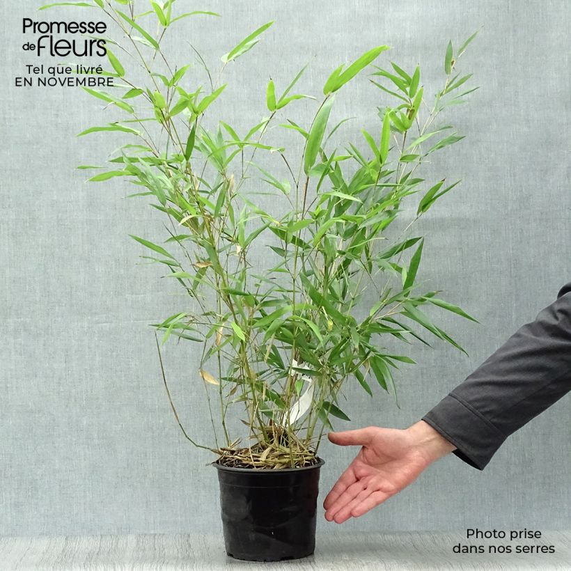 Esemplare di Phyllostachys bissetii - Bambù Vaso da 2L/3L come consegnato in autunno