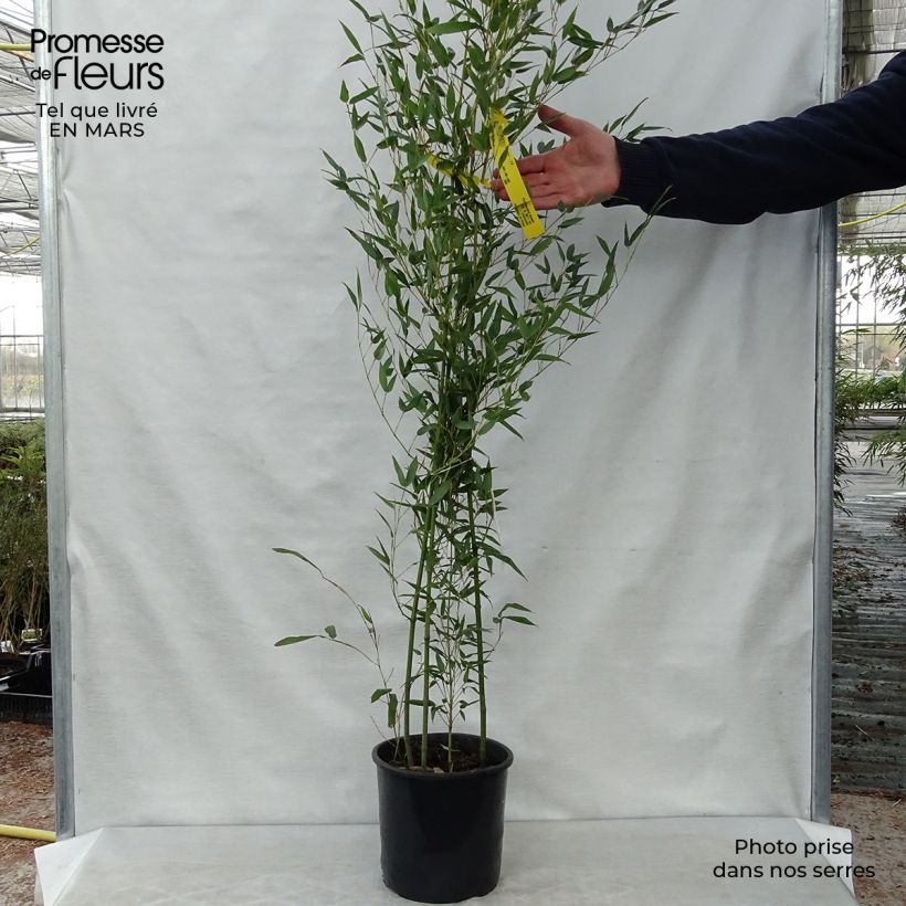 Phyllostachys bissetii - Bambù Vaso da 4L/5L esemplare consegnato in primavera