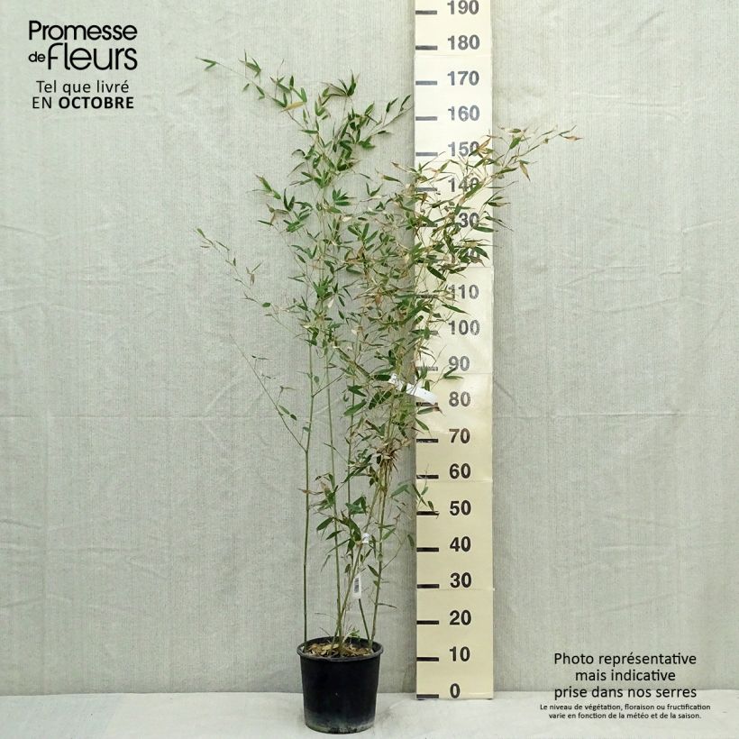 Esemplare di Phyllostachys bissetii - Bambù Vaso da 4L/5L come consegnato in autunno