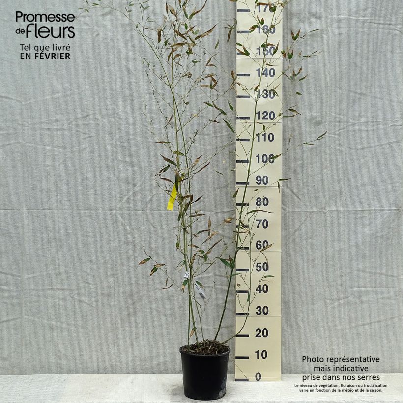 Phyllostachys bissetii - Bambù Vaso da 4L/5L esemplare consegnato in inverno