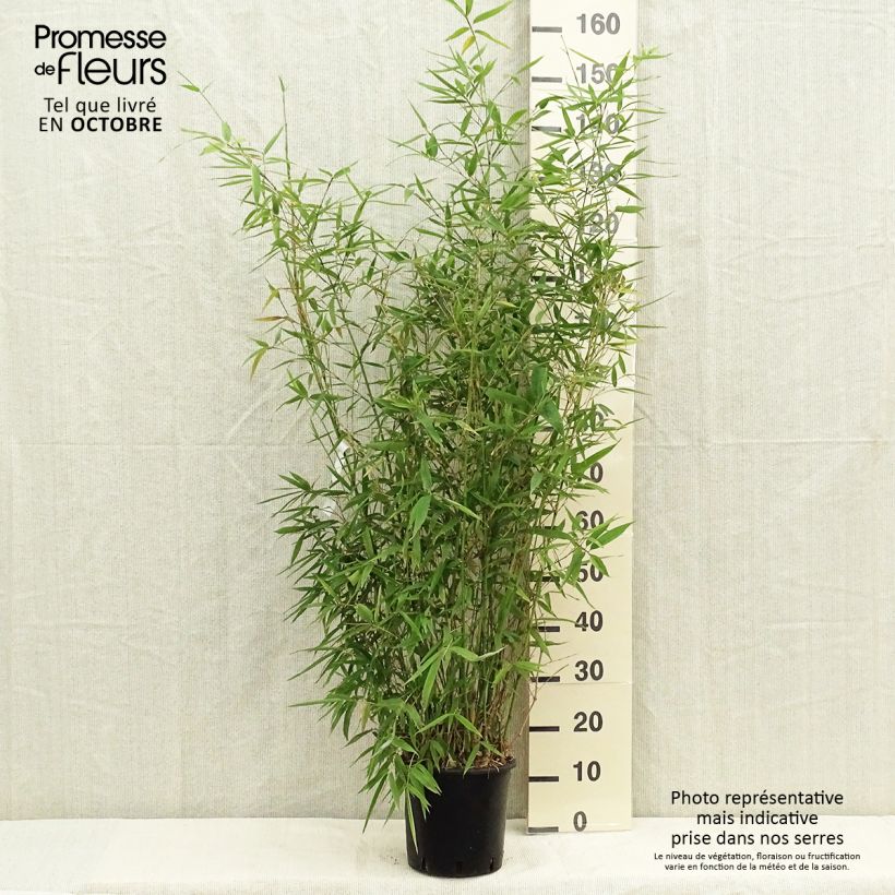 Esemplare di Phyllostachys aurea - Bambù dorato Vaso da 4L/5L come consegnato in autunno