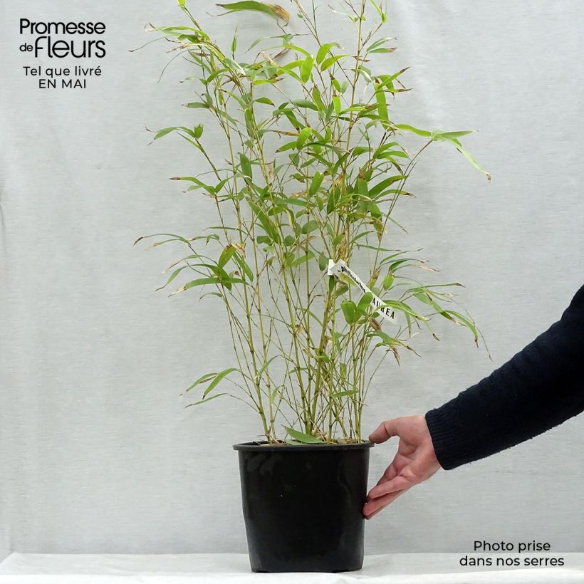 Phyllostachys aurea - Bambù dorato Vaso da 4L/5L esemplare consegnato in primavera