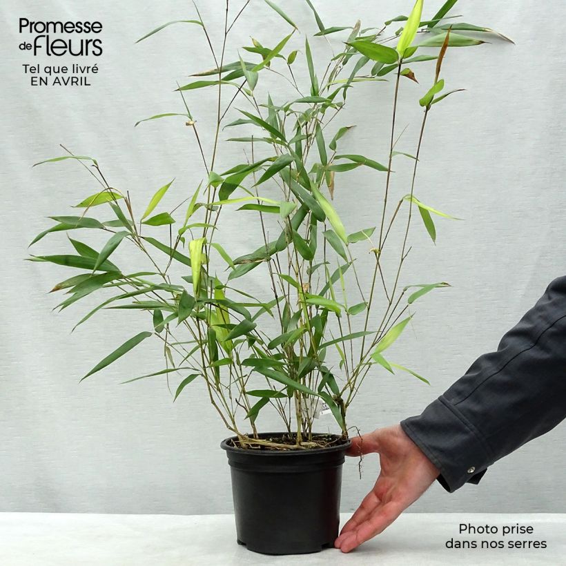 Phyllostachys aureosulcata Aureocaulis - Bambù aureosulcato Vaso da 2L/3L esemplare consegnato in primavera