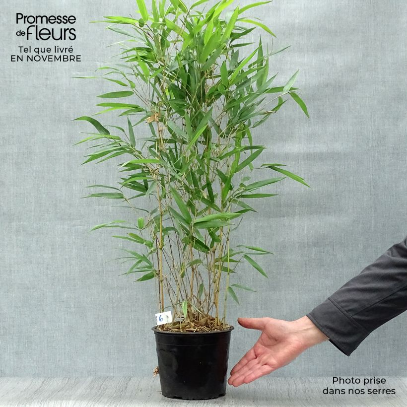 Esemplare di Phyllostachys aureosulcata Aureocaulis - Bambù aureosulcato Vaso da 2L/3L come consegnato in autunno