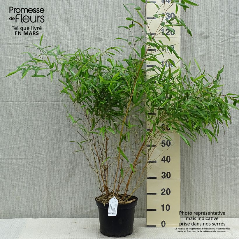 Phyllostachys aureosulcata Aureocaulis - Bambù aureosulcato Vaso da 4L/5L esemplare consegnato in primavera