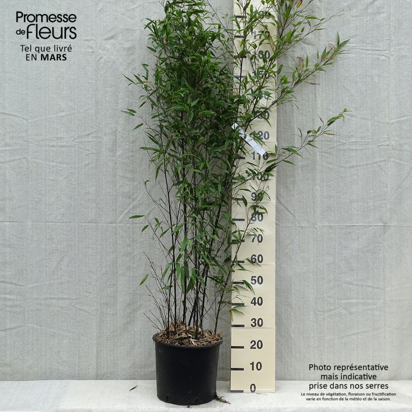 Phyllostachys nigra - Bambù nero Vaso da 12L/15L esemplare consegnato in inverno