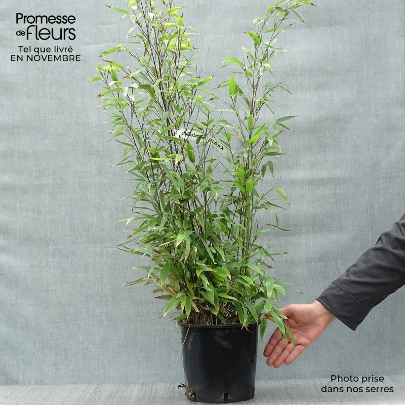 Esemplare di Phyllostachys nigra - Bambù nero Vaso da 4L/5L come consegnato in autunno