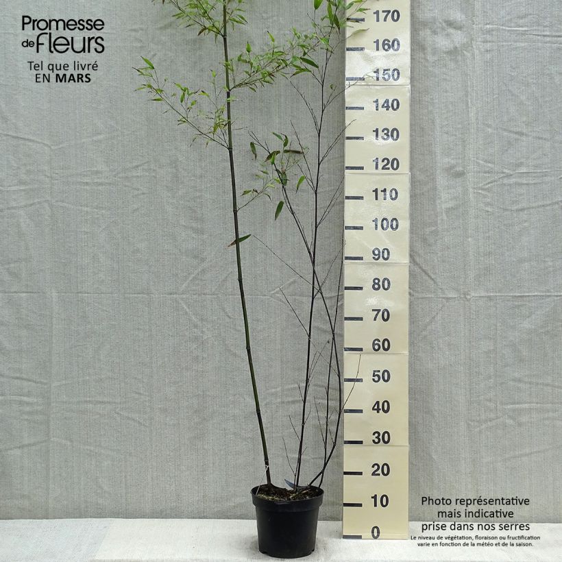 Phyllostachys nigra - Bambù nero Vaso da 7,5L/10L esemplare consegnato in primavera