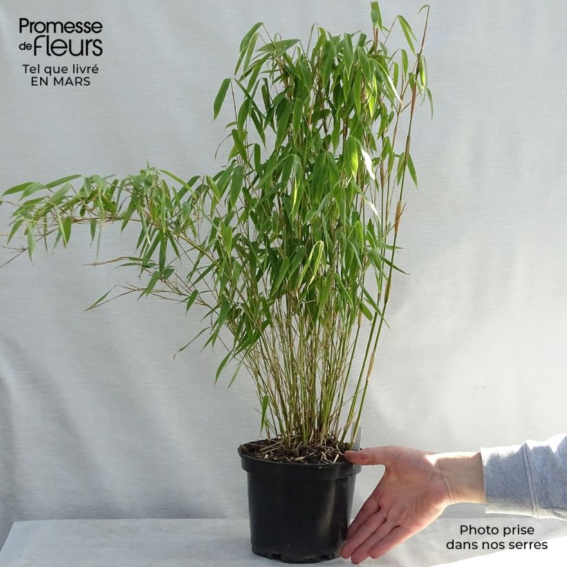 Fargesia murielae Bimbo Vaso da 2L/3L esemplare consegnato in primavera