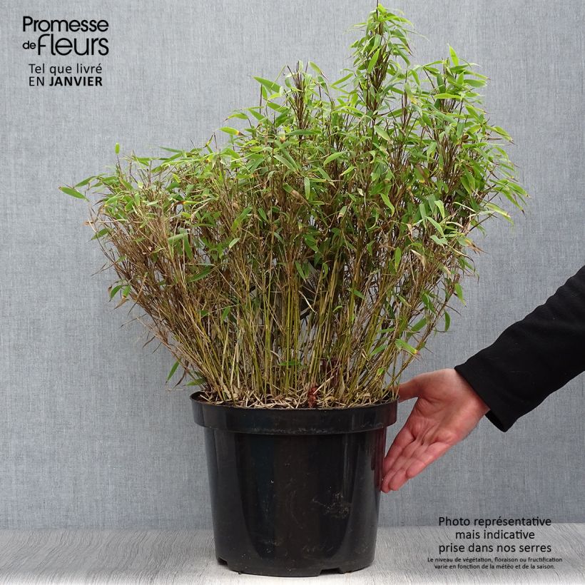 Fargesia murielae Bimbo Vaso da 2L/3L esemplare consegnato in inverno