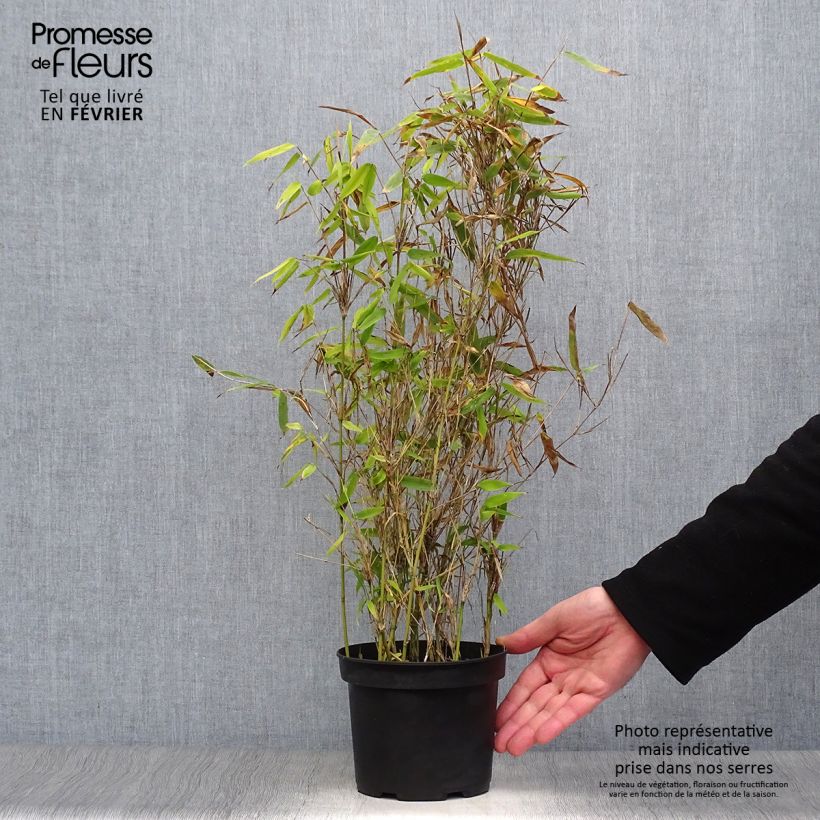 Fargesia murielae Simba Vaso da 2L/3L esemplare consegnato in inverno