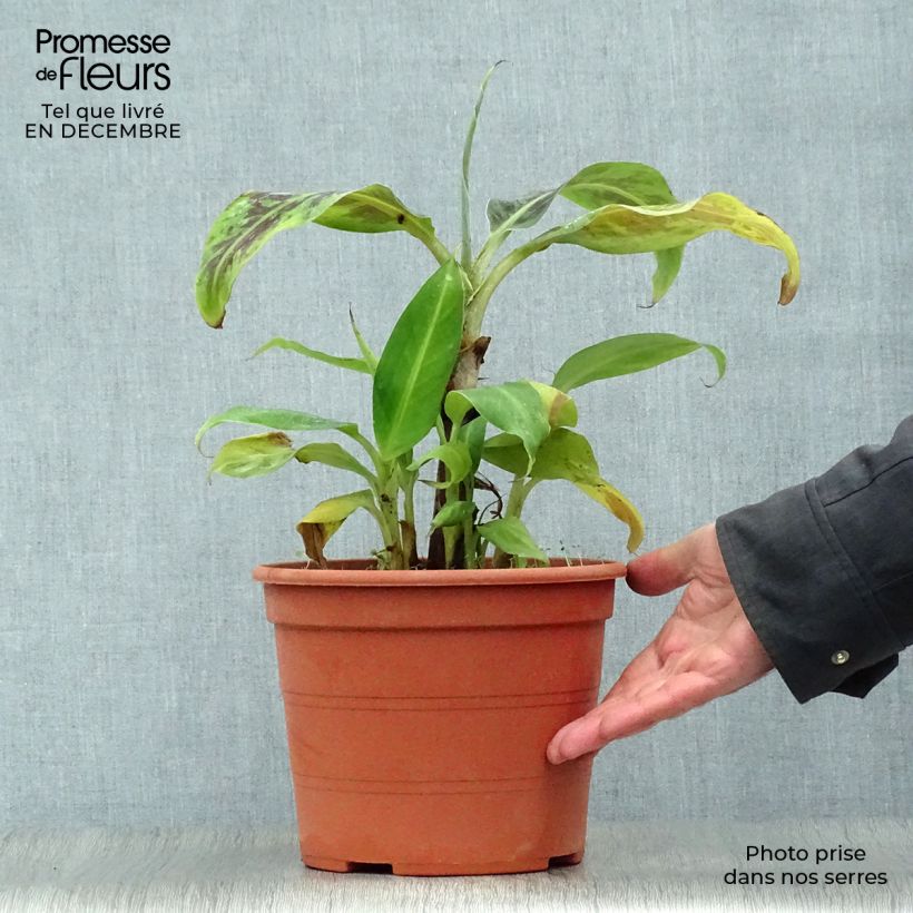 Musa acuminata Dwarf Cavendish Vaso da 6L/7L esemplare consegnato in inverno