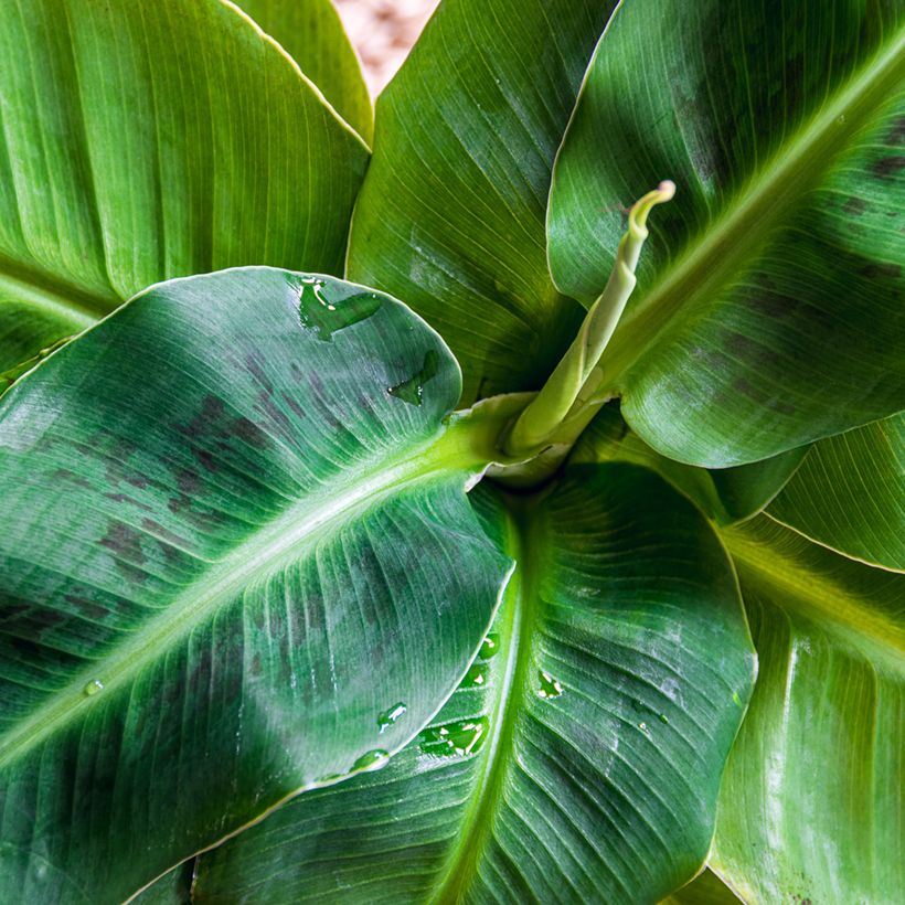 Musa acuminata Dwarf Cavendish (Fogliame)
