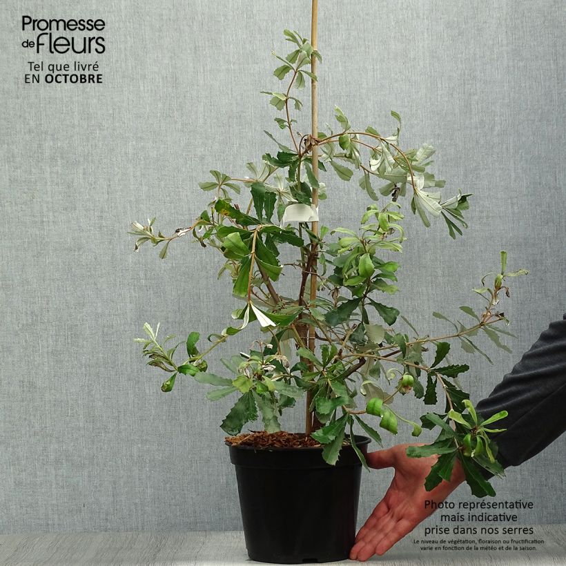 Esemplare di Banksia integrifolia Vaso da 3L/4L come consegnato in autunno
