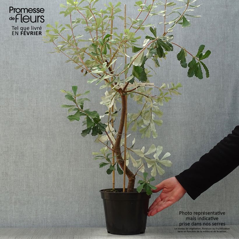 Banksia integrifolia Vaso da 3L/4L esemplare consegnato in inverno