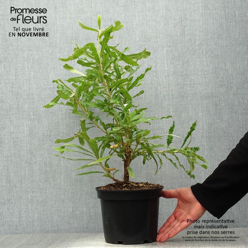 Esemplare di Banksia serrata Vaso da 4L/5L come consegnato in autunno