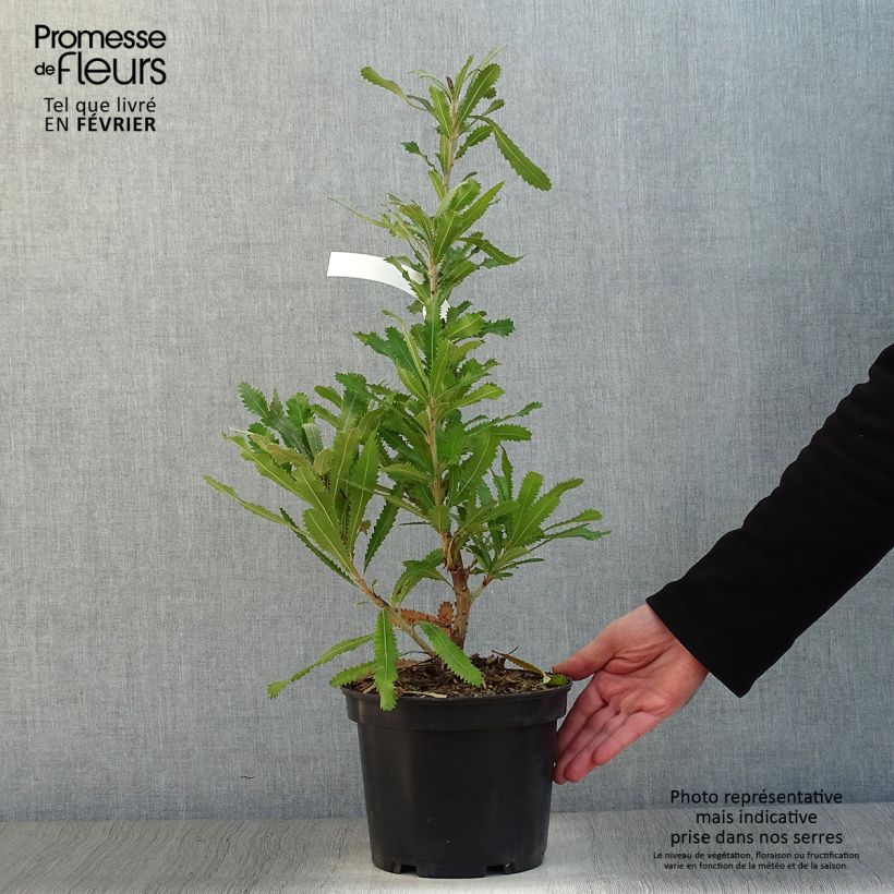 Banksia serrata Vaso da 4L/5L esemplare consegnato in inverno