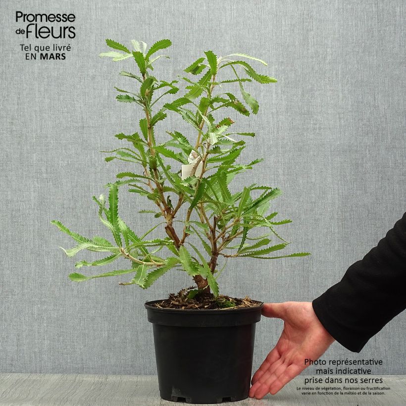 Banksia serrata Vaso da 4L/5L esemplare consegnato in primavera
