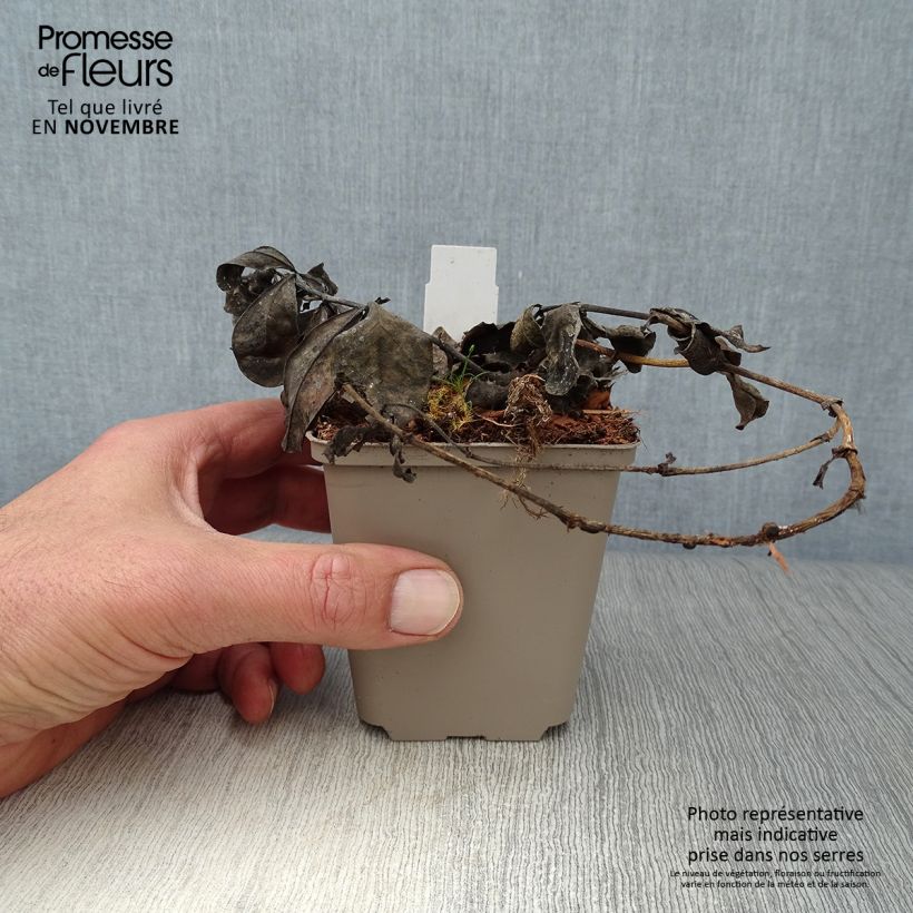 Esemplare di Baptisia Decadence Blueberry Sundae - Indaco falso Vasetto da 8/9 cm come consegnato in autunno