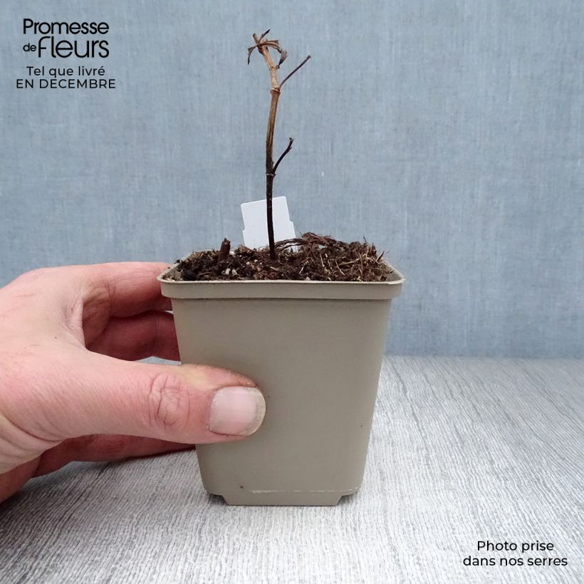 Baptisia Decadence Blueberry Sundae - Indaco falso Vasetto da 8/9 cm esemplare consegnato in inverno