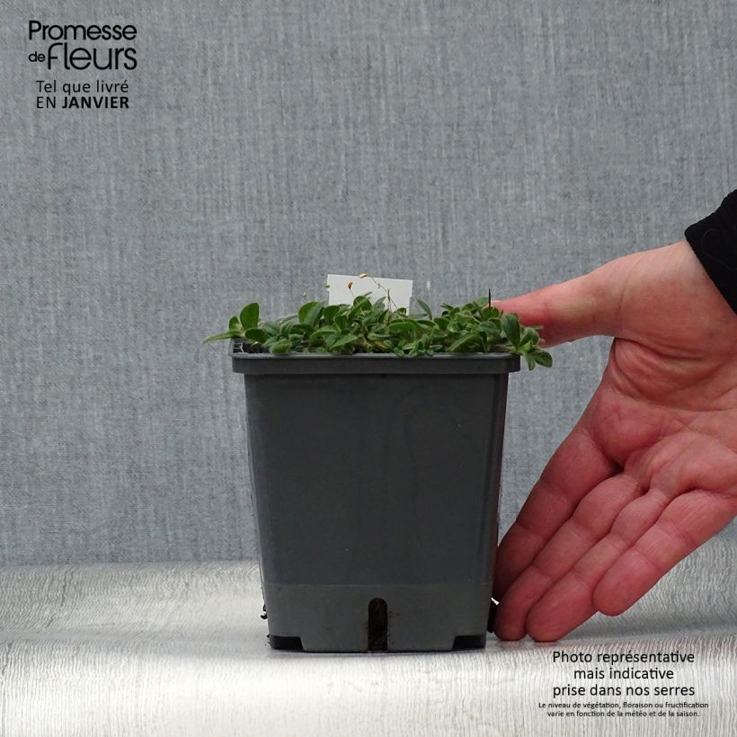 Baptisia Decadence Blueberry Sundae - Indaco falso Vaso da 1L/1,5L esemplare consegnato in inverno