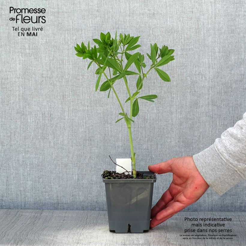 Baptisia Decadence Blueberry Sundae - Indaco falso Vaso da 1L/1,5L esemplare consegnato in primavera