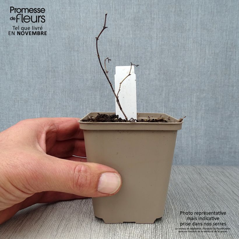 Esemplare di Baptisia Carolina Moonlight - Indaco falso Vasetto da 8/9 cm come consegnato in autunno