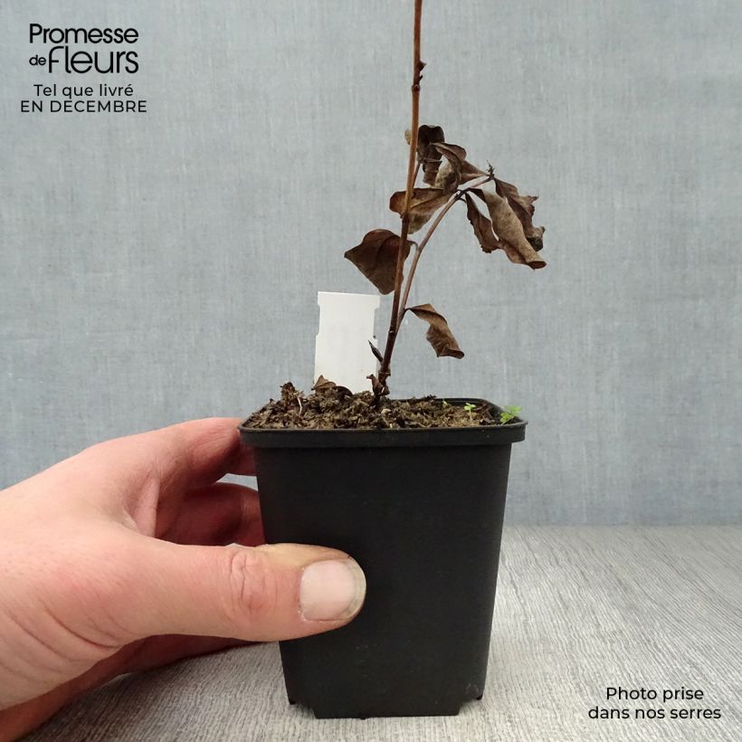 Baptisia Carolina Moonlight - Indaco falso Vasetto da 8/9 cm esemplare consegnato in inverno