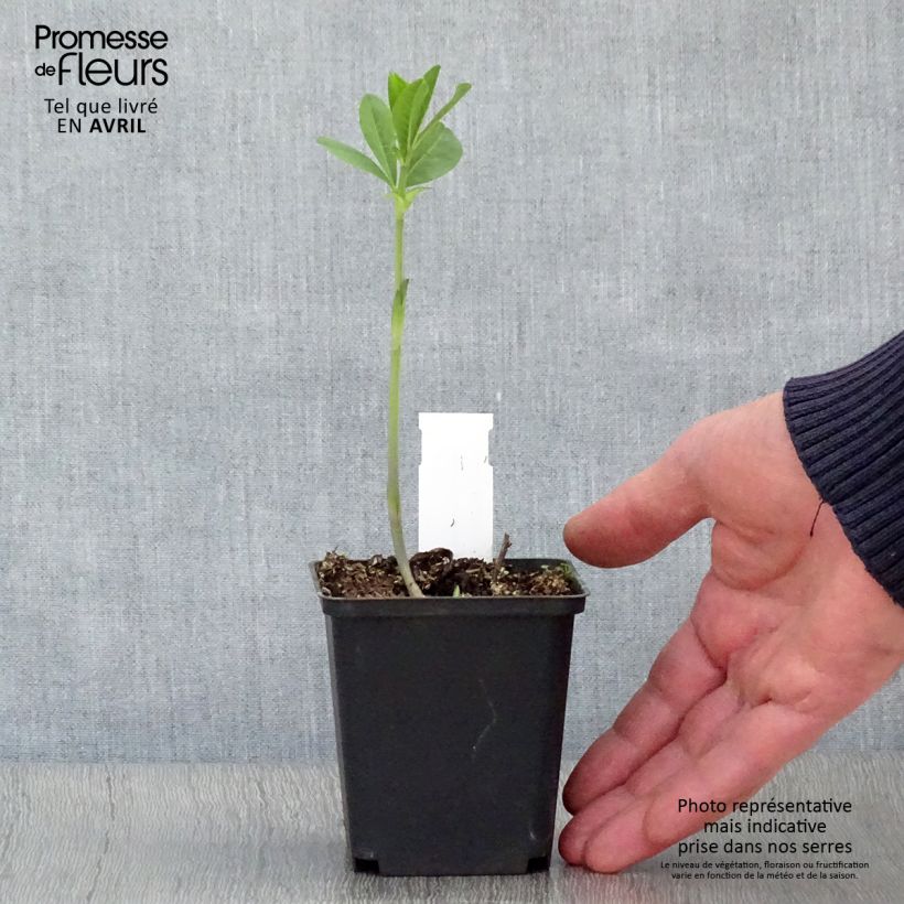 Baptisia Carolina Moonlight - Indaco falso Vasetto da 8/9 cm esemplare consegnato in primavera