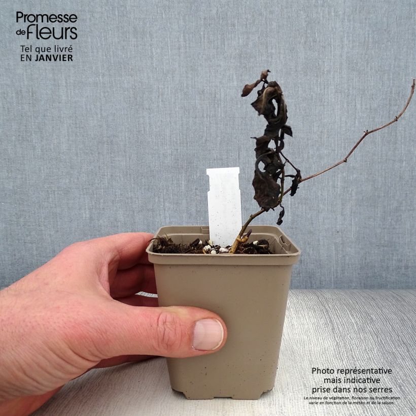 Baptisia australis Caspian Blue - Indaco falso blu Vasetto da 8/9 cm esemplare consegnato in inverno