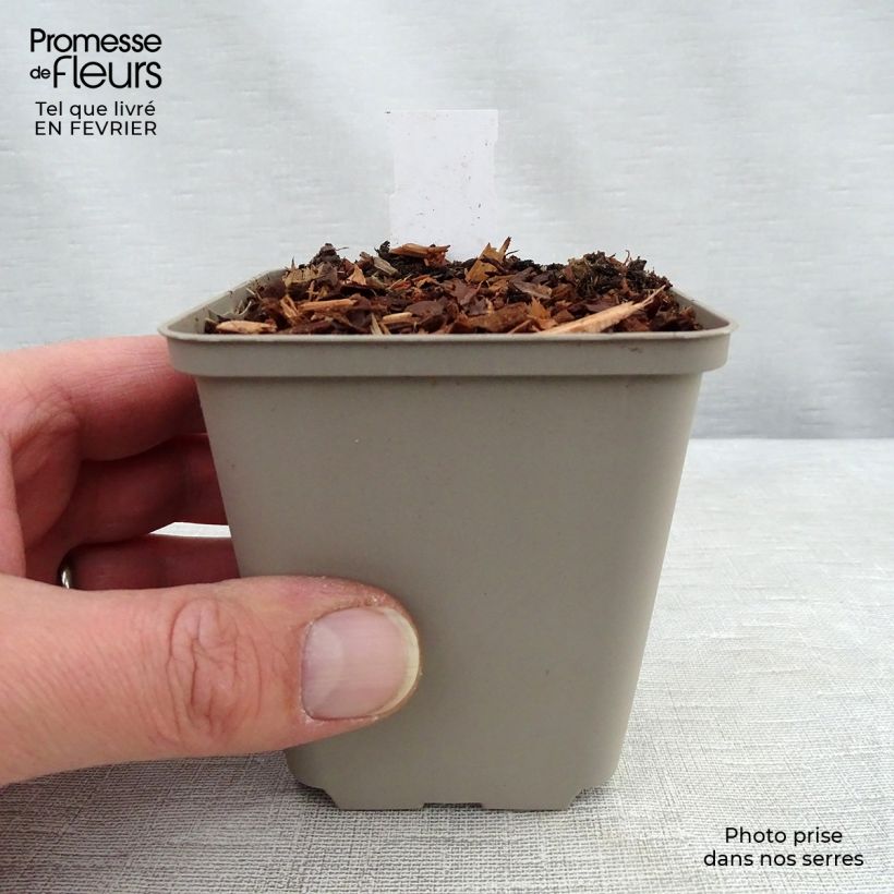 Baptisia Cherries Jubilee - Indaco falso Vasetto da 8/9 cm esemplare consegnato in inverno