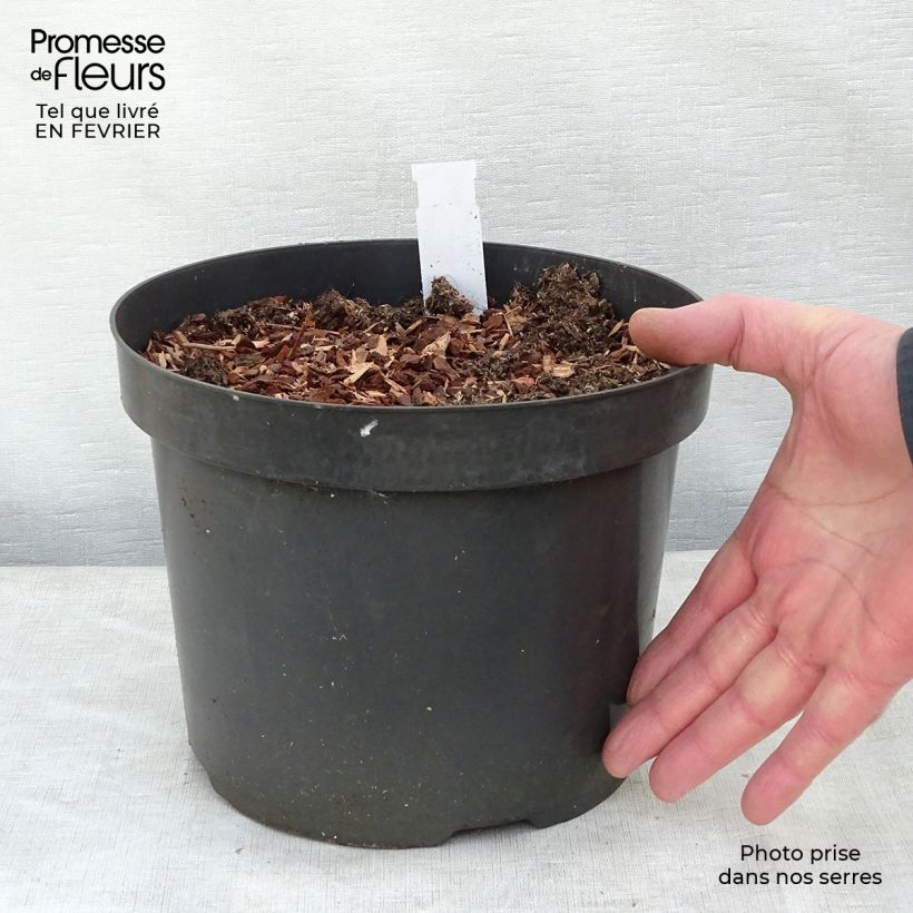 Baptisia Cherries Jubilee - Indaco falso Vaso da 4L/5L esemplare consegnato in inverno